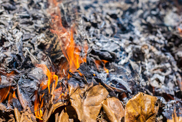close up of a burning wood