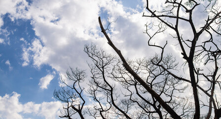 conceptual image branches against sky with clouds