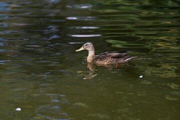 ducks on, nature, goose on the water. Pond, ducks, goose. hunting. animal, river, wildlife, lake, green, bird, wild, fish, amphibian, , sea, stream, duck, swimming, , swim