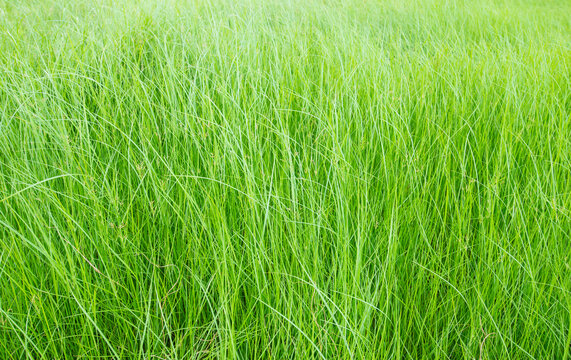 conceptual image green grass background
