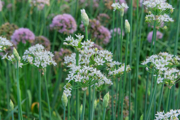 Onion flowers in farming and harvesting. Organic vegetables grown in a rustic farm garden. Growing vegetables at home.