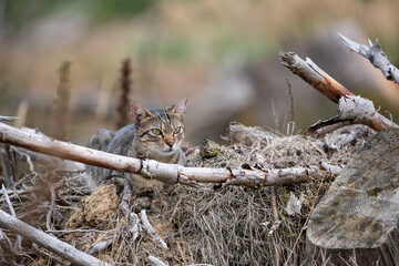 Tabby Cat in the Woods