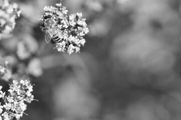 Honey bee in black and white, collecting nectar on a flower of the flower butterfly bush