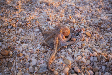 Fresh caught alive octopus on pebbles at beach. Summer hobby vacation activity.