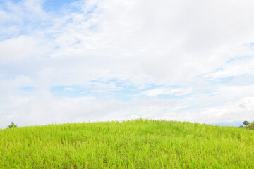 Fototapeta na wymiar Beautiful meadow field against a blurry blue sky with clouds.