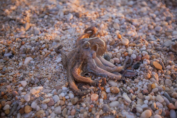 Fresh caught alive octopus on pebbles at beach. Summer hobby vacation activity.
