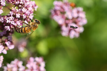 Honey bee collecting nectar on a flower of the flower butterfly bush. Busy insects