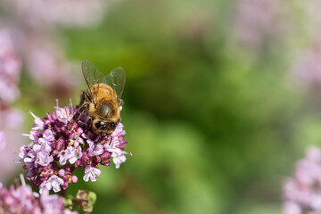 Honey bee collecting nectar on a flower of the flower butterfly bush. Busy insects