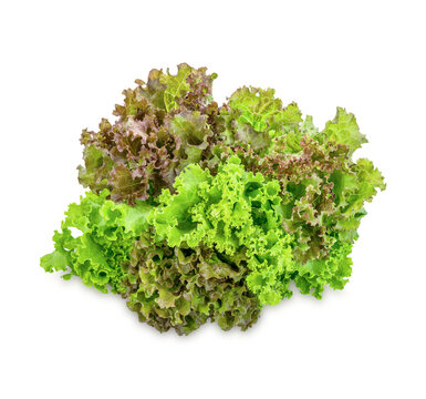Fresh lettuce isolated on transparent background. (.PNG)