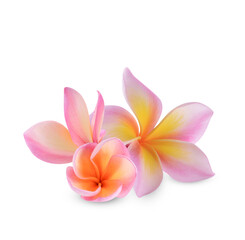 plumeria rubra flower isolated on transparent background. (.PNG)
