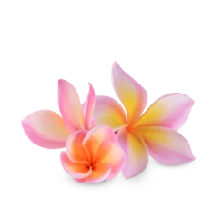 Fotobehang plumeria rubra flower isolated on transparent background. (.PNG) © sathit
