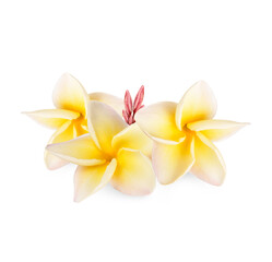 Fototapeta na wymiar Yellow plumeria rubra flower isolated on transparent background. (.PNG)