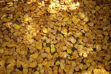 Floor background covered with golden birch leaves
