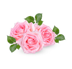 Pink rose with drops isolated on transparent background. (.PNG)