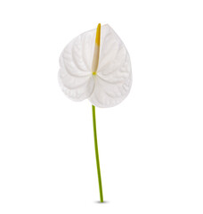  Spadix, White anthurium flower isolated on transparent background. (.PNG)