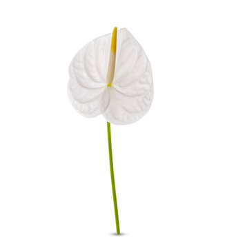  Spadix, White anthurium flower isolated on transparent background. (.PNG)