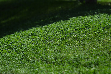 tree, forest, nature, park, trees, wood, grass, spring, trunk, old, summer, autumn, bark, leaves, branch, leaf, landscape, plant, outdoors, season, woods, pine, outdoor, fall, sun