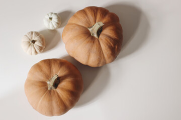 Autumn vegetable composition. Fresh food still life made of small white and orange pumpkins iolated on beige table background. Fall, Halloween and Thanksgiving design. Flat lay, top view. Copy space. - obrazy, fototapety, plakaty