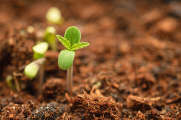 Close-up of growth cannabis seedling in a potted