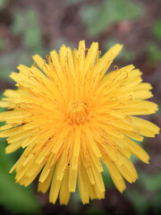Yellow dandelion flowers that bloom in the morning