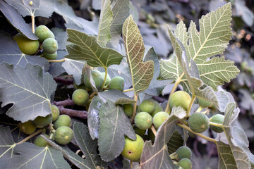 An Arab fig tree in Jordan