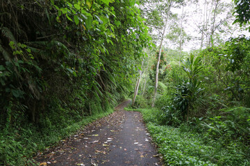 Paved Path in a Tropical Forest - Bali, Indonesia