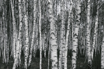 Fototapeta premium Conceptual photo. Black and white image: many thin birch trunks. Background, pattern of trees. Selective focus.