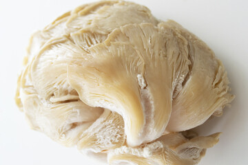 Moldy oyster mushrooms. Spoiled oyster mushroom on a white background.