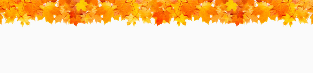 Banner of autumn maple leaves on white. Autumn seasonal background with long horizontal border. Hello autumn
