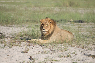 Beautiful Lion Caesar in the golden grass of Masai Mara, Kenya Panthera Leo.