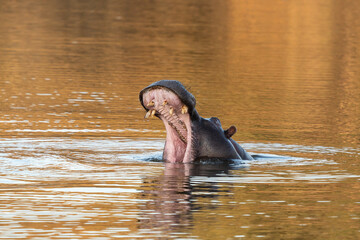 Fototapeta premium The common hippopotamus (Hippopotamus amphibius), or hippo, is a large, mostly herbivorous mammal in sub-Saharan Africa