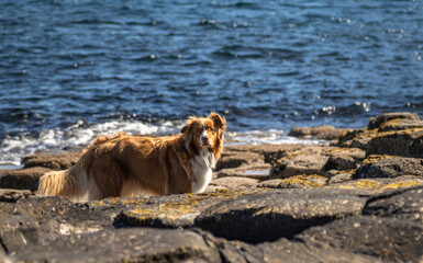 Dog walking in Giant's Causeway