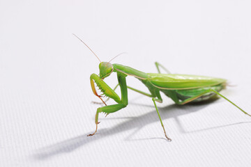 praying mantis in the studio on a white background