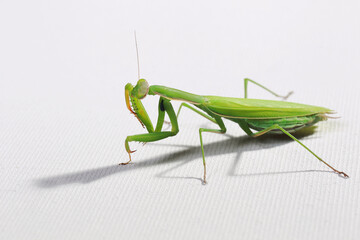 praying mantis in the studio on a white background