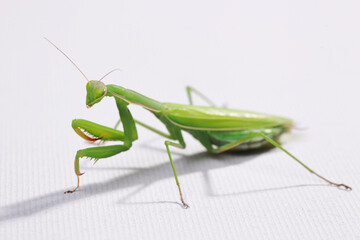 praying mantis in the studio on a white background