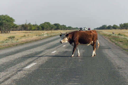 Uralsk, Kazakhstan, 29.08.2022 - The cow crosses the road in front of the car. Domestic cow on a busy highway. Dangerous road Uralsk-Atyrau where many animals cross the road.