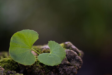Gotu kola or centella asiatica green leaves on nature background.