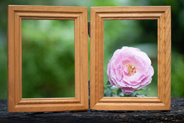 Damask rose flower in wooden frame on nature background.