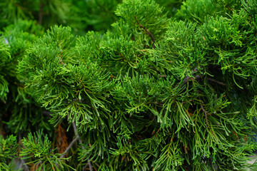 Close up picture of pine tree branches and leaf for background