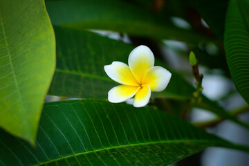 Close up photo of single frangipani or plumeria Flower (Kamboja). Selected focus on the white and yellow flower