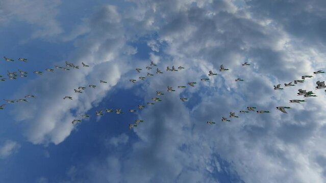 Wild ducks flying in flocks migrating to warm places, 4K