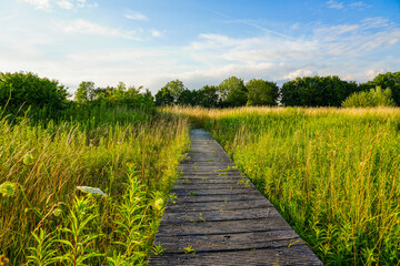 Fototapeta premium Oberwerrieser Mersch nature reserve near Hamm. landscape near the Lippe. 