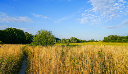 Fototapeta premium Oberwerrieser Mersch nature reserve near Hamm. landscape near the Lippe. 