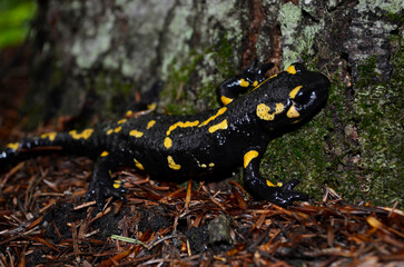 Fire salamander