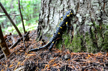 Fire salamander