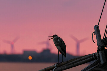 夕焼けとくちばし