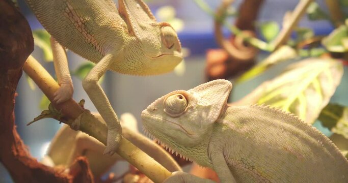 Two Small Chameleons facing each other and basking on a branch in an enclosure