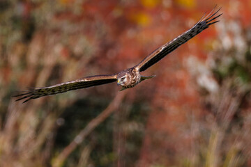 Hen harrierin flight