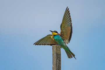The European bee-eater (Merops apiaster) is a near passerine bird in the bee-eater family, Meropidae. It breeds in southern Europe and in parts of north Africa and western Asia. 