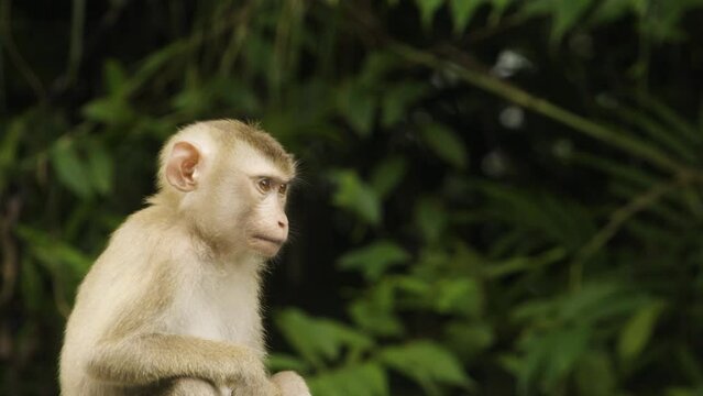 Baby Monkey, pig tail macaque scratches his head. In tropical south east Asia rainforest, copy space.